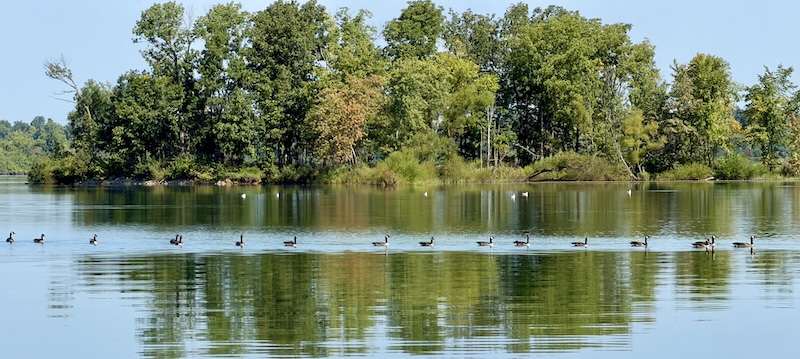 A line of Canada geese swimming across a calm lake with a tree-covered island in the background