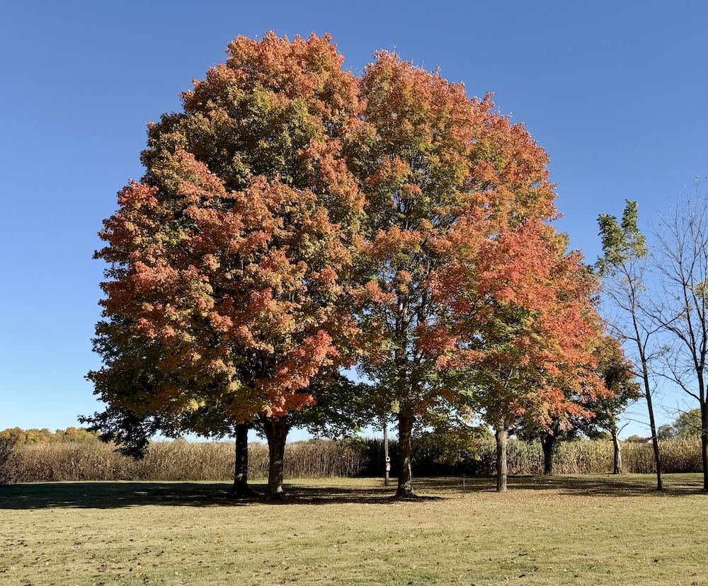 Trees showing it's autumn color